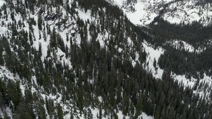 Alpine trees grow below the timberline of snow covered mountains under wintery skies
