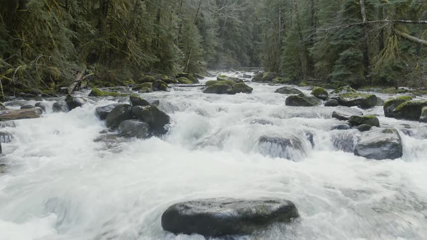 Skimming above the churning rapids of an alpine river flowing through a pine tree forest