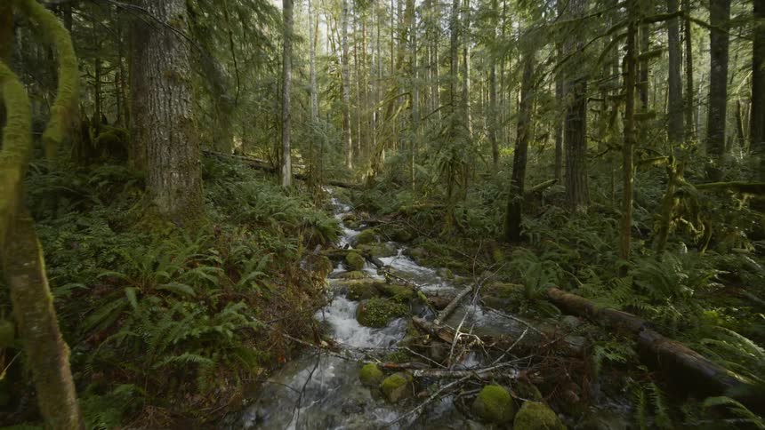 A gentle stream flows over moss covered rocks between the trees of a green forest