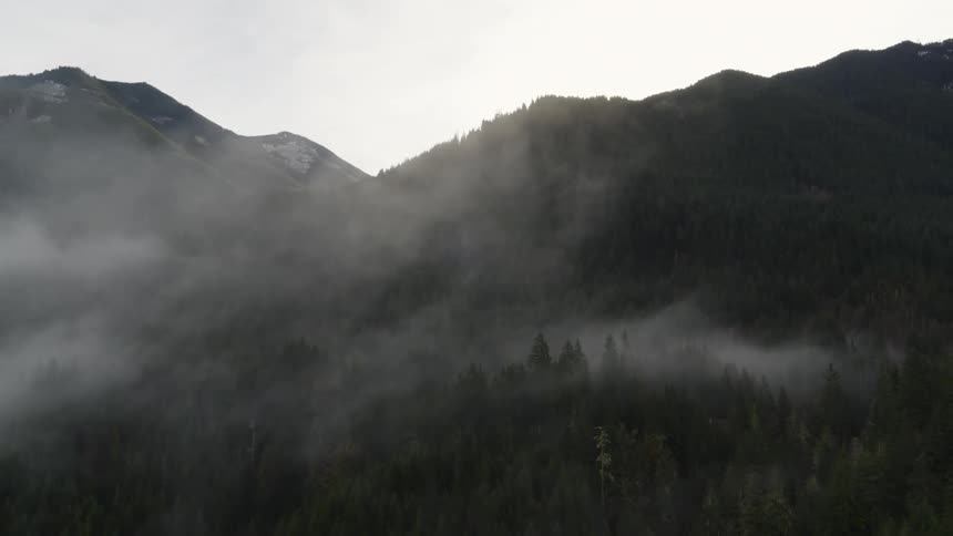 Backlit mist and fog intertwined above dense mountain woods