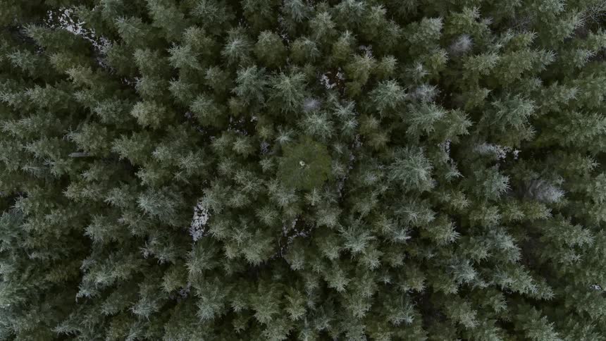 Top down descending twist of a frosty winter forest
