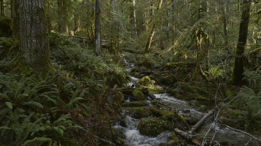 Pullback reveal of a babbling brook flowing along a lush forest floor