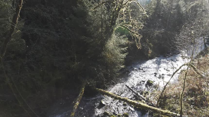 Pushing through trees and brush to reveal a tranquil forest stream