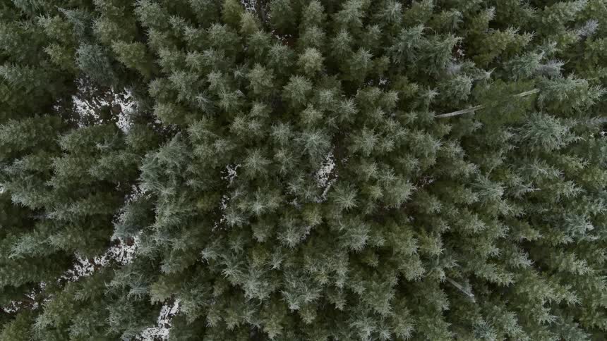 Ascending twist over the tops of a wintergreen forest