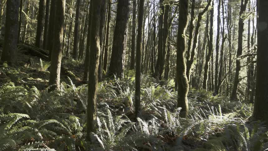 Skimming above a forest floor covered in lush fern plants as sunlight filters through the mossy woods
