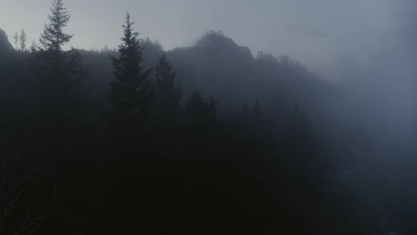 Dense evening fog forms around the trees of a mountainside forest