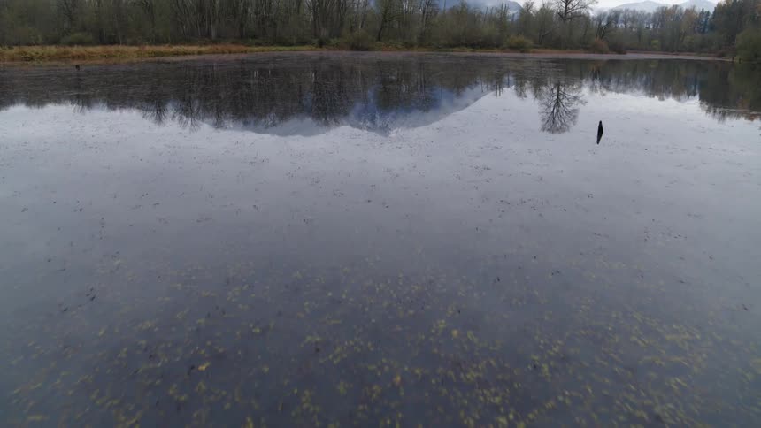 Tilt up reveal from a mirror calm reflective lake to the trees and branches of bare autumn woods