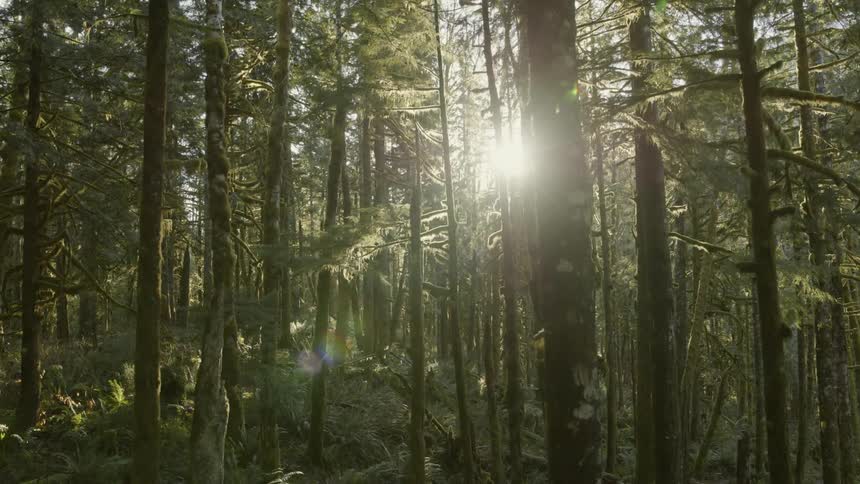 Slow ascent through a mossy green forest as dappled sunshine peeks between the trees