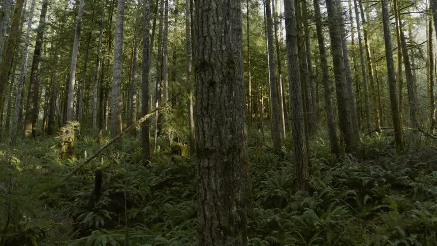 Slow push into serene woods as the morning sun filters through the trees