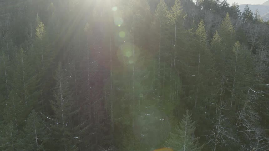 Tilt up reveal of the morning sun rising above a dense evergreen forest