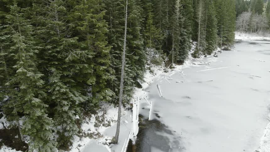 Evergreen trees of an alpine forest meet the edge of an icy wetland pond
