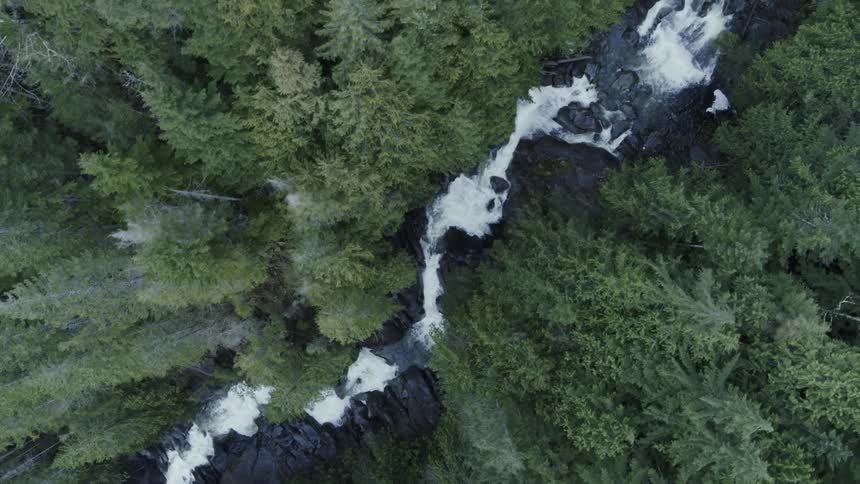 Upstream traverse along a beautiful creek that winds through thick conifer forest