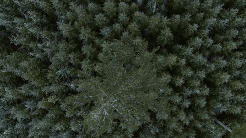 A tall tree looms high over frosted and densely packed new growth of an evergreen forest