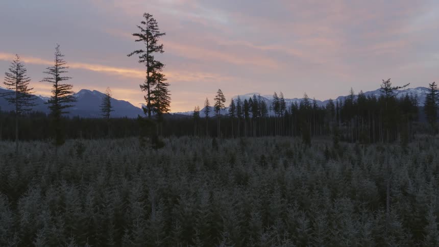Ascent at first light over a frosty evergreen forest with tall mountains in the distance