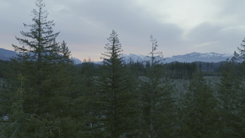 Slow traverse around the tops of tall fir trees with snow capped mountains on the horizon