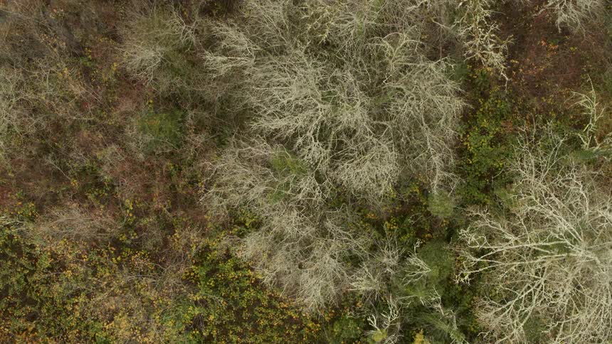 Top down view of a colorful wetland bog