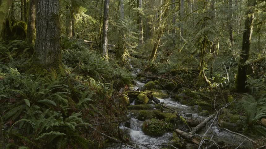 Low and slow traverse over a beautiful little stream running through deep woods