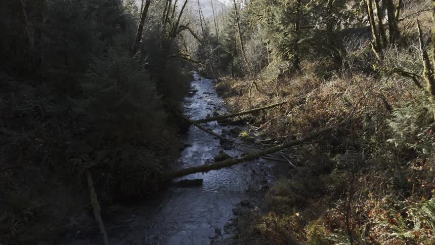 Slow traverse down the banks of a wild and pristine mountain stream