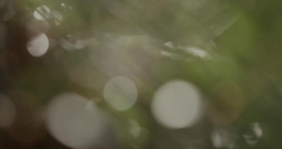 Out of focus picture of some foliage