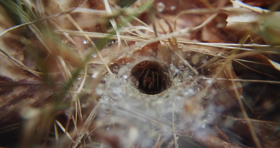 A small hole in ice on the grass