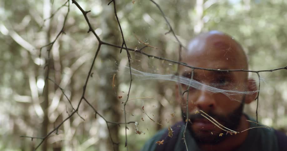 A bald male hiker examines a spiderweb between the low hanging branches of a tree in a woodland during the day