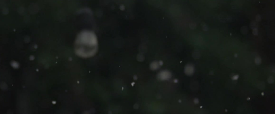 Snow falls onto a field near a forest
