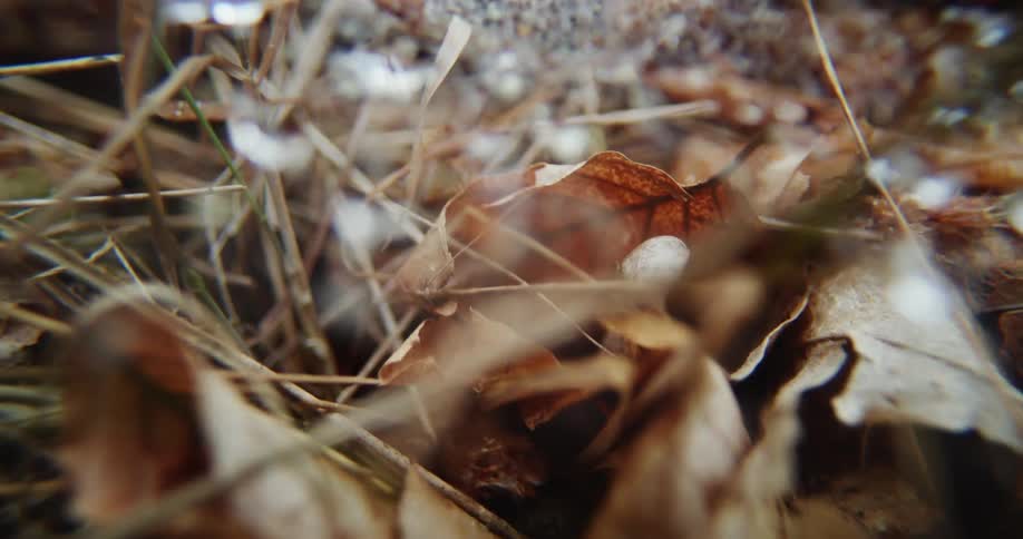 A dew covered funnel spider web among the fallen leaves and grass on the ground