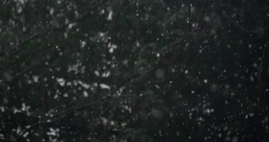 Snowflakes falling over the tree branches in the forest at winter