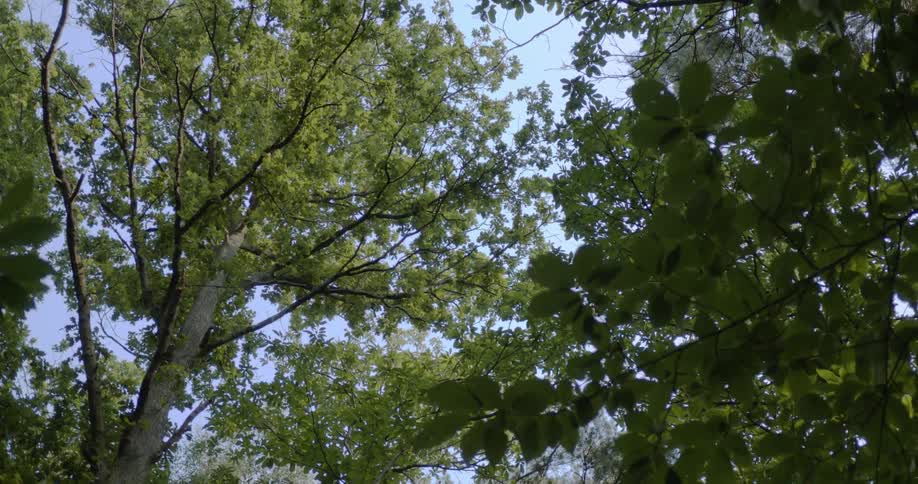 Branches and leafs of the tall tree canopies on the forest under a blue sky