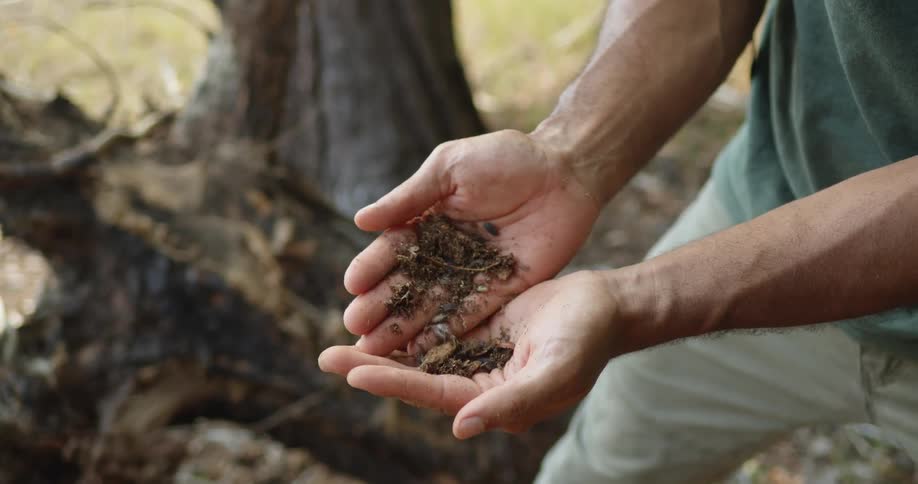 A man opens his hands showing the soil and bugs he is holding