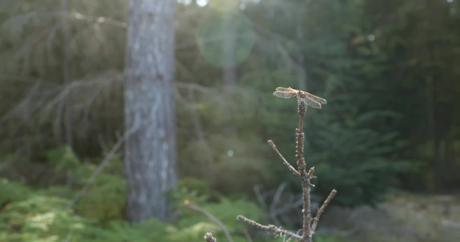 An insect resting on top of a branch