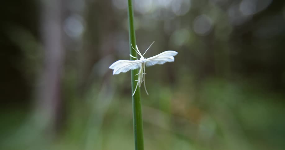 A nearly all white insect with its wings outstretched clings to a plant on a breezy day