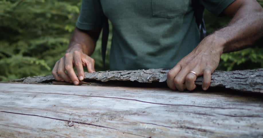 A man lifts bark off a fallen tree in the woods