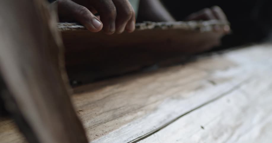 A man peels back the bark on a log to reveal the insect running around beneath