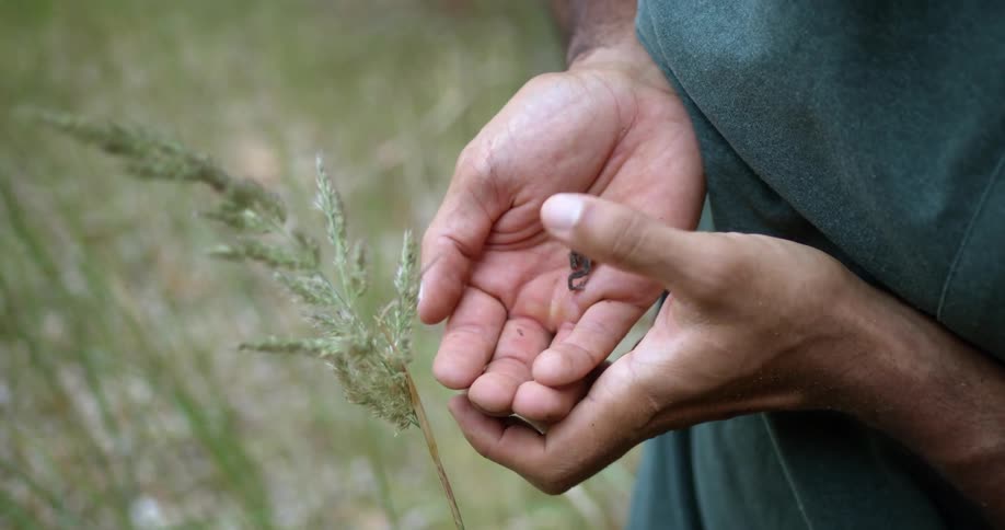 A tiny frog crawls up a mans palm