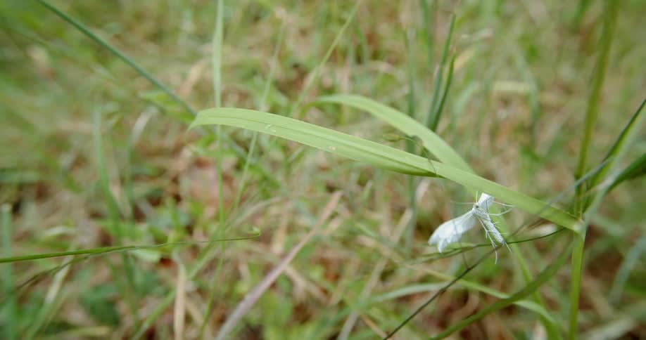 A white winged insect resting on a blade of grass sways in the wind