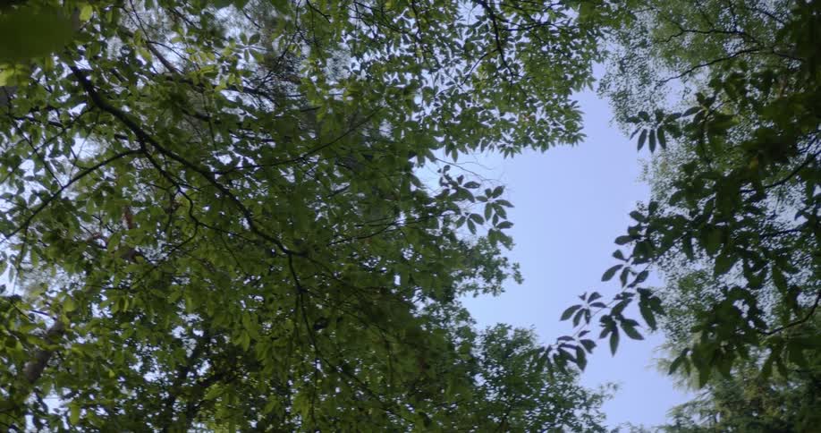 The foliage of tall trees on a clear day