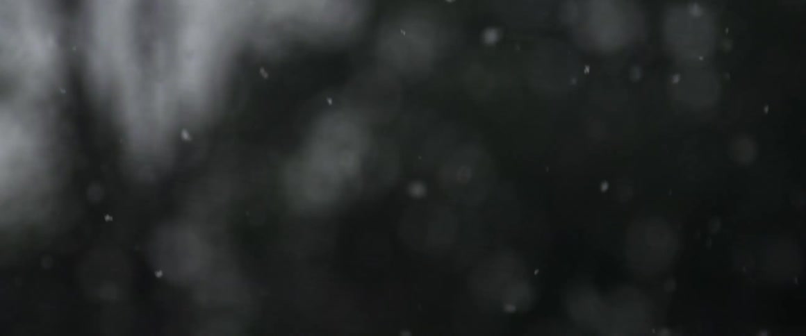 Snow falling against trees at dusk