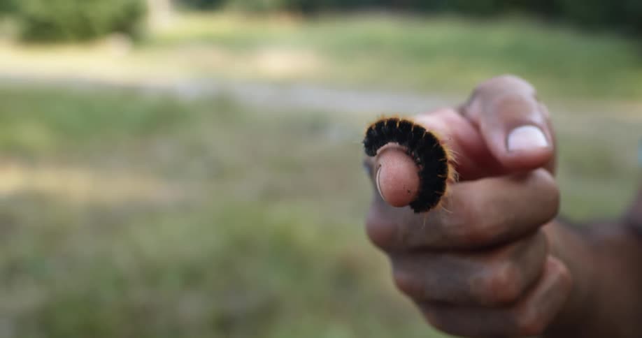 A man holding a wooly caterpilar on his finger in a grass field