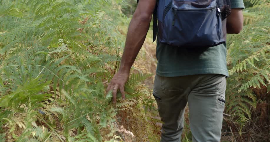 Man wearing a backpack walking on a trail through the ferns in the forest