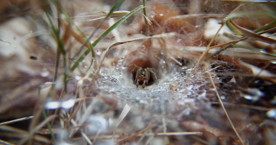 A spider sitting in its web