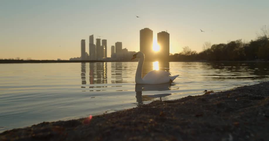A swan swims in a lake near downtown as smaller birds fly overhead