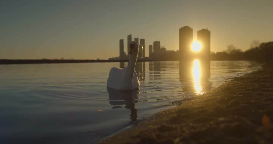 A swan in the water by the shore with the city skyline in the distance