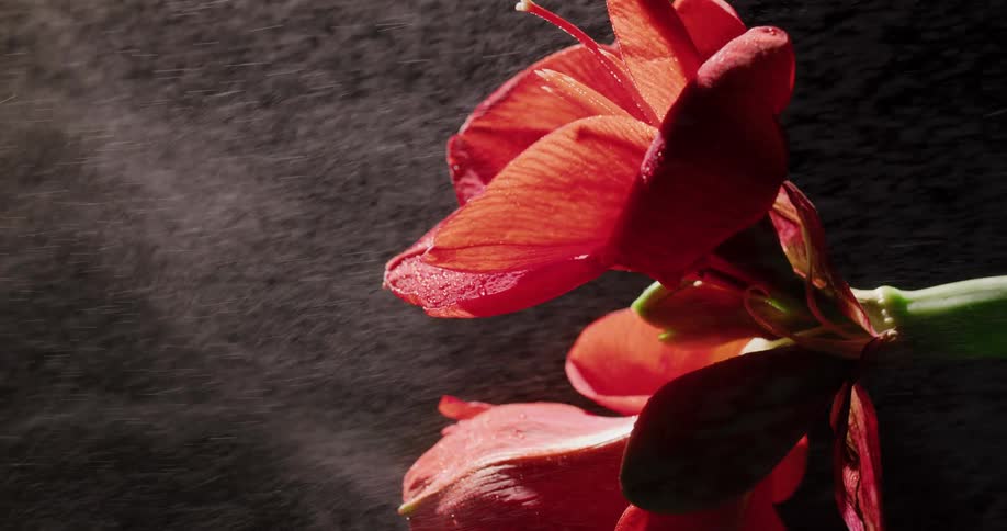 A red flower on a rotating stem is sprayed against a black background