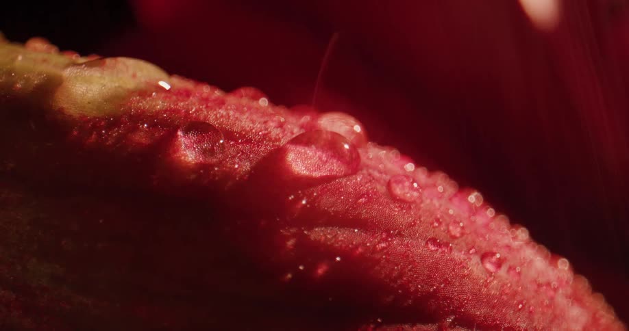 Rain falling on a plant outside