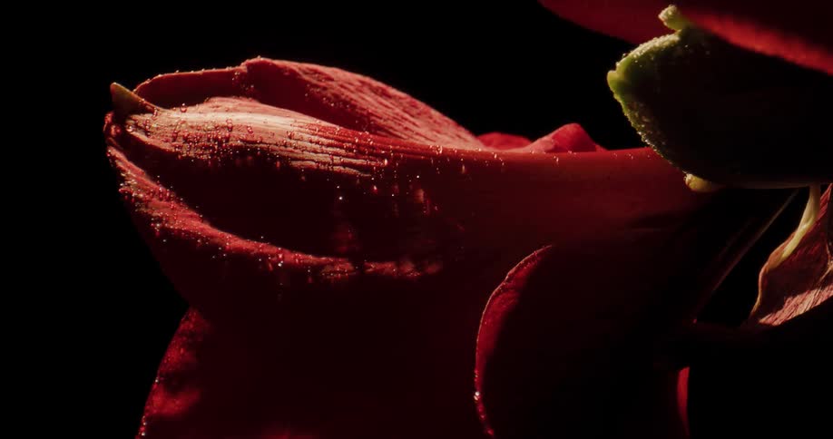 Drops of dew slowly slide down the petals of a flower as it turns