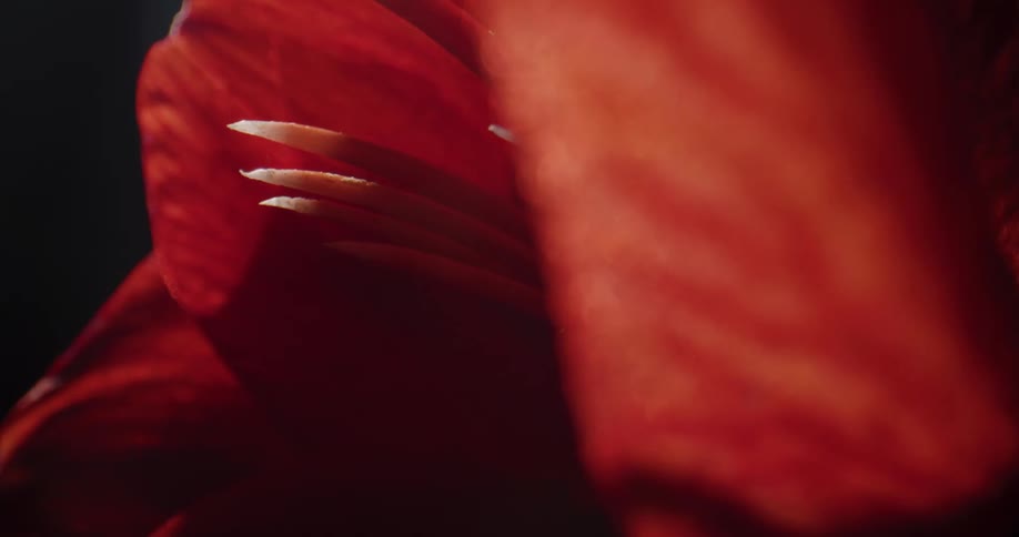 The flower blooms in the dark area