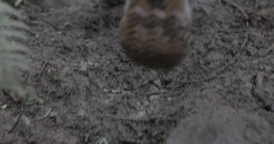 Person walking along a muddy trail