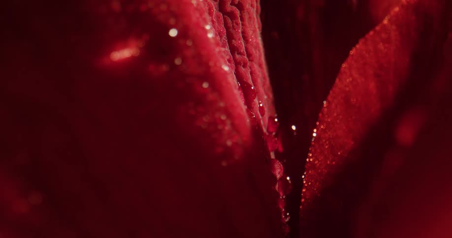 A close up view of a red flower is displayed