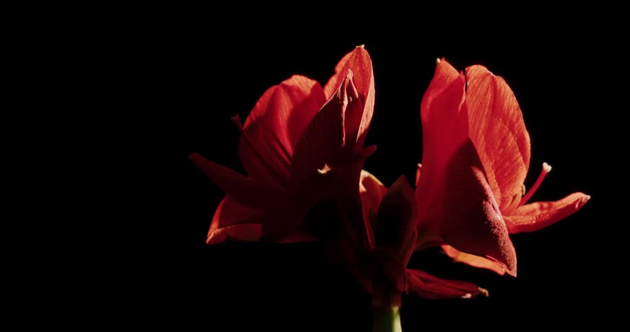 A red flower with a black background